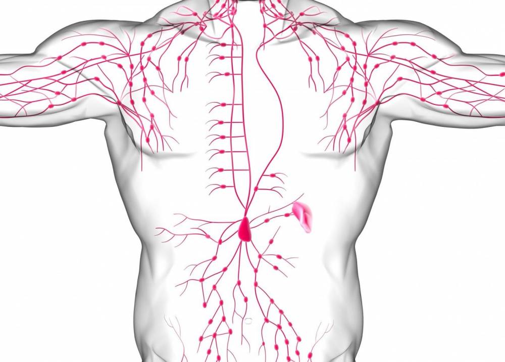 Рак и лимфатическая система