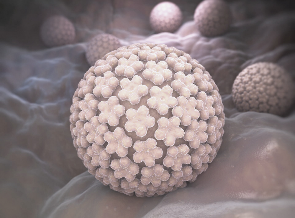 Вирус папилломы человека (ВПЧ)